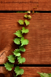 Ivy climbing wooden slats
