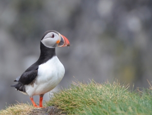 Atlantic puffin looking right, with straw in his beak, gray background